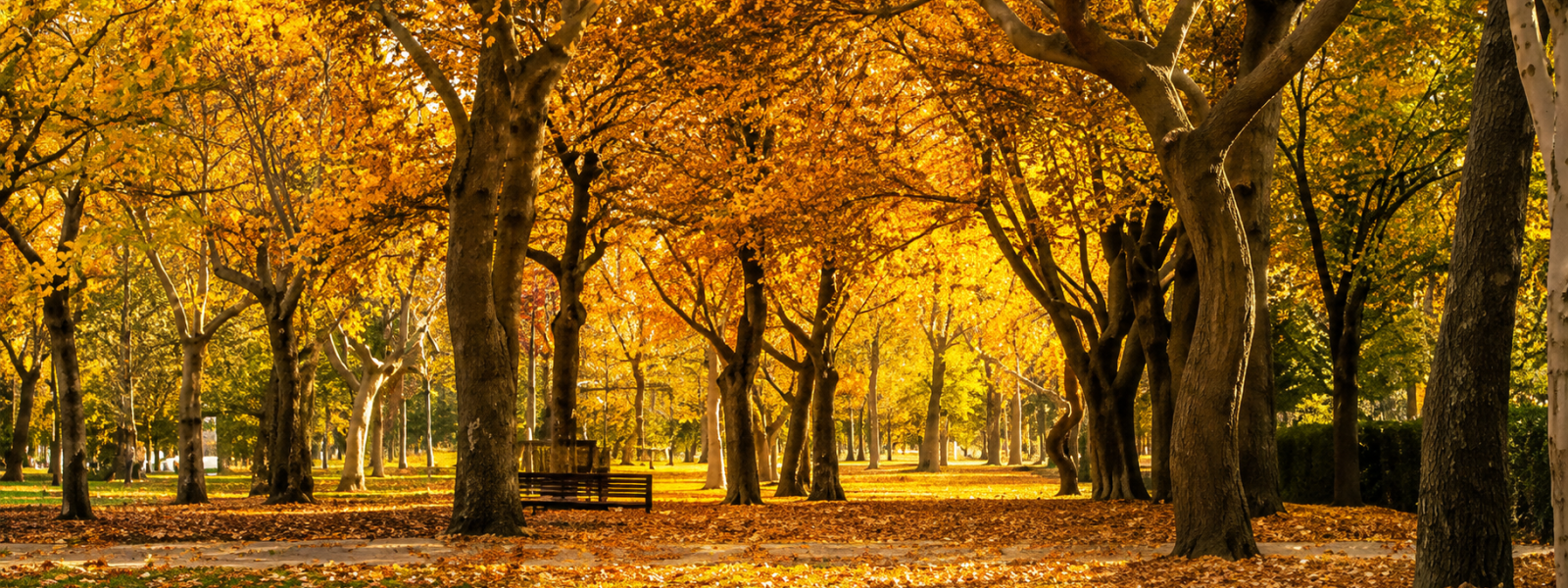 Autumn Yoga Day